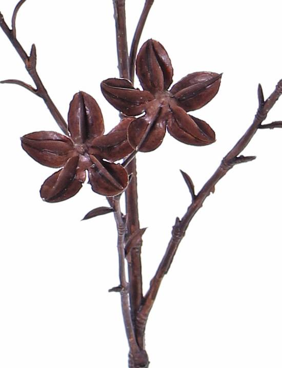 Star anise - Dark - 63 cm - 3