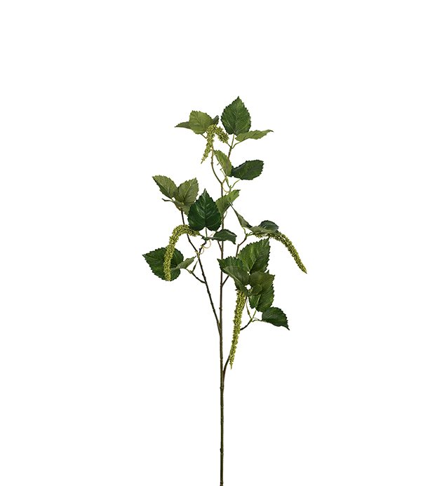 Amaranthus - 70 cm - 2