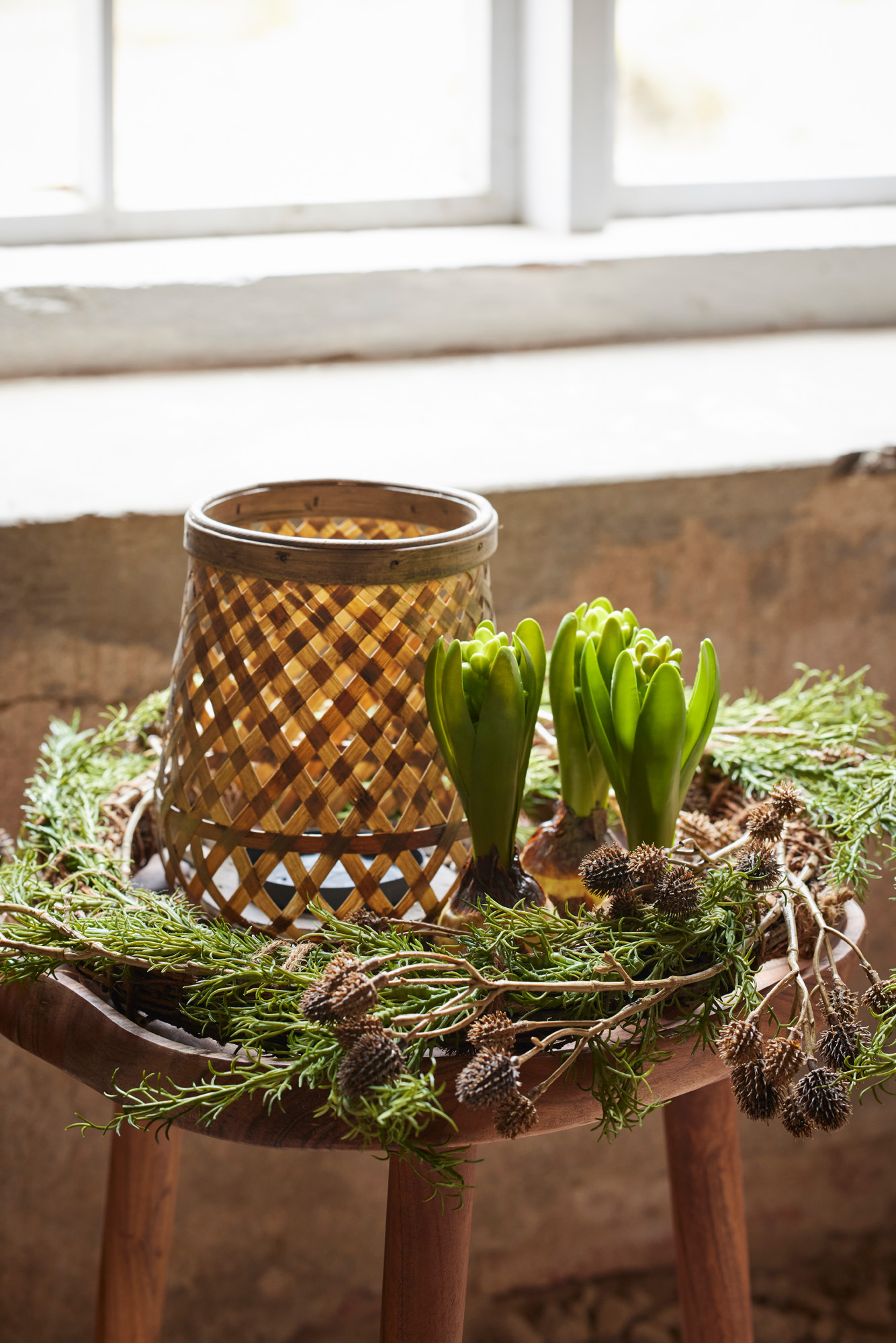 Hyacinth - Bud - 15 cm - 7