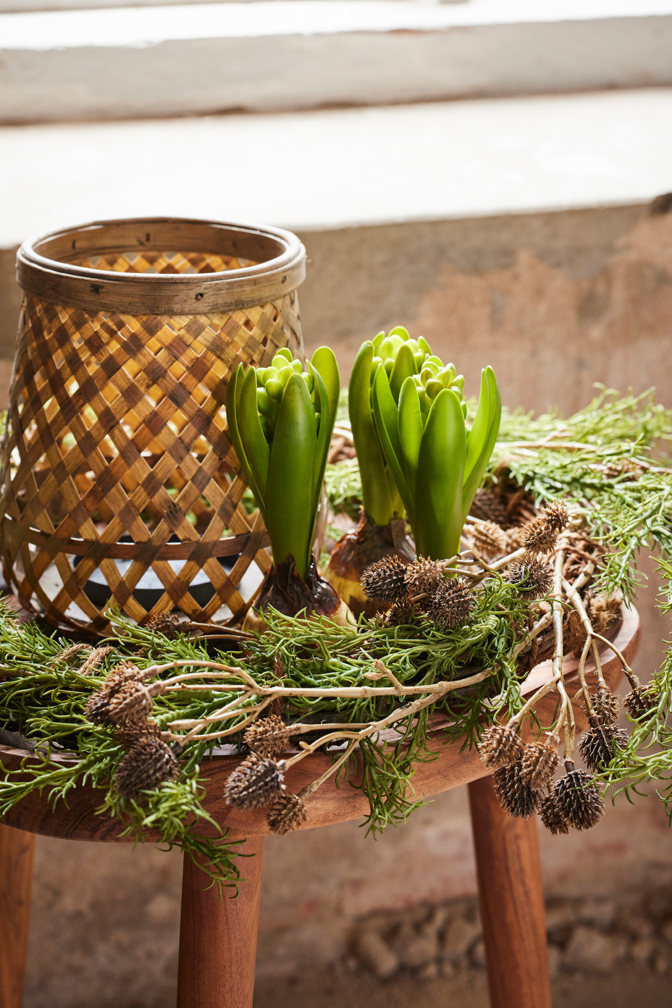 Hyacinth - Bud - 15 cm - 6