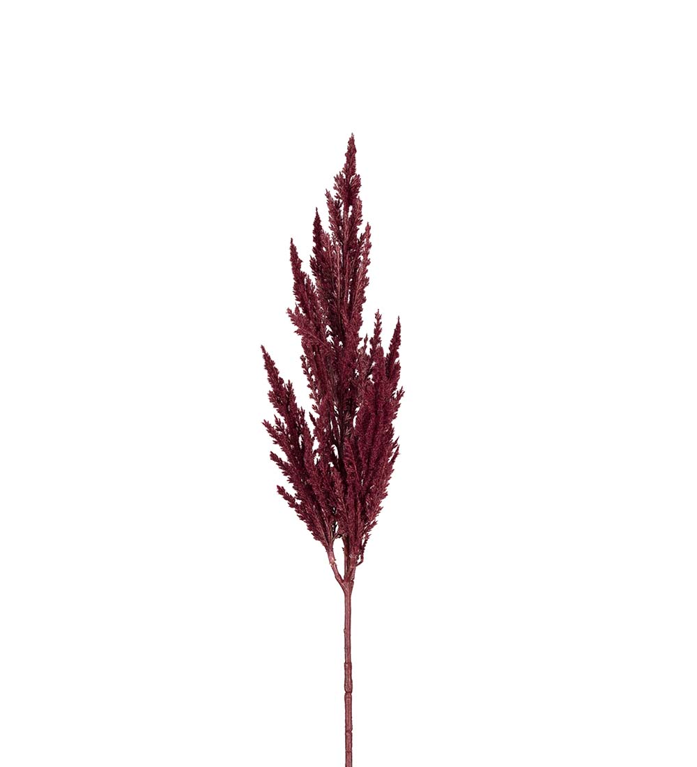 Pampas grass - Burgundy - 80 cm - 3