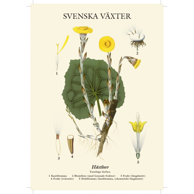 Postcard - Coltsfoot/Horse Chestnut - 21x15 cm - 2