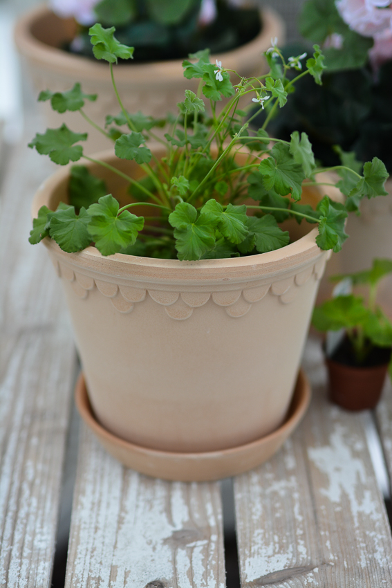 POT WITH SAUCER BERGS POTTER COPENHAGEN LIGHT TERRACOTTA Ø: 16 CM - 5
