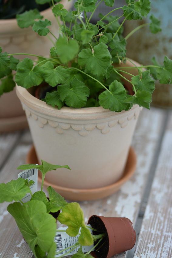 POT WITH SAUCER BERGS POTTER COPENHAGEN LIGHT TERRACOTTA Ø: 16 CM - 3