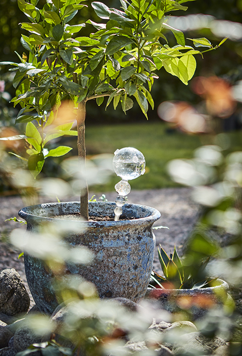 Watering glass - Glass for self-watering - 29 xØ8 cm