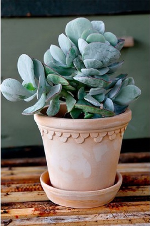 POT WITH SAUCER BERGS POTTER COPENHAGEN LIGHT TERRACOTTA Ø: 21 CM - 3
