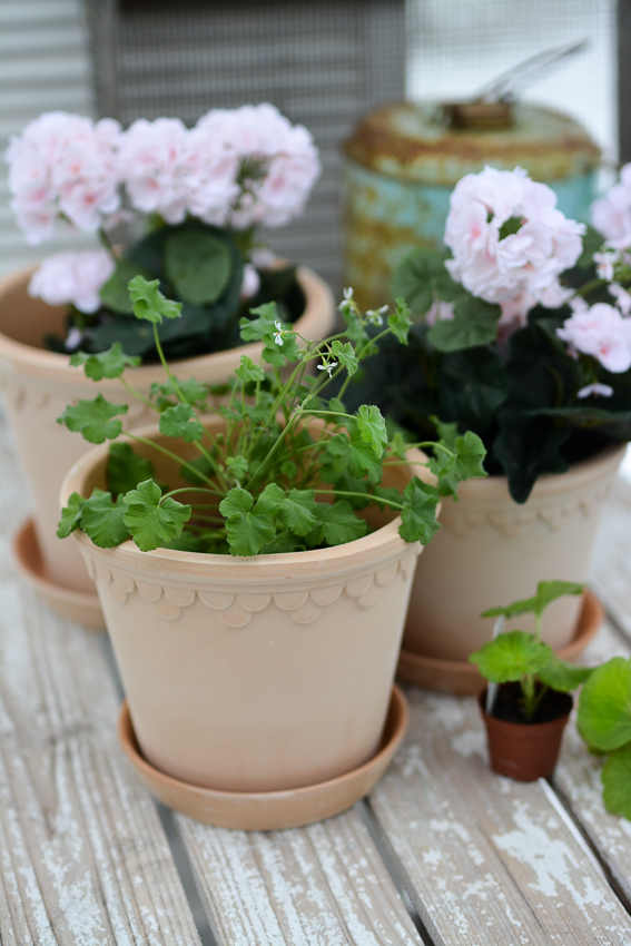 KRUKA MED FAT BERGS POTTER KÖPENHAMN LJUS TERRACOTTA Ø: 25 CM