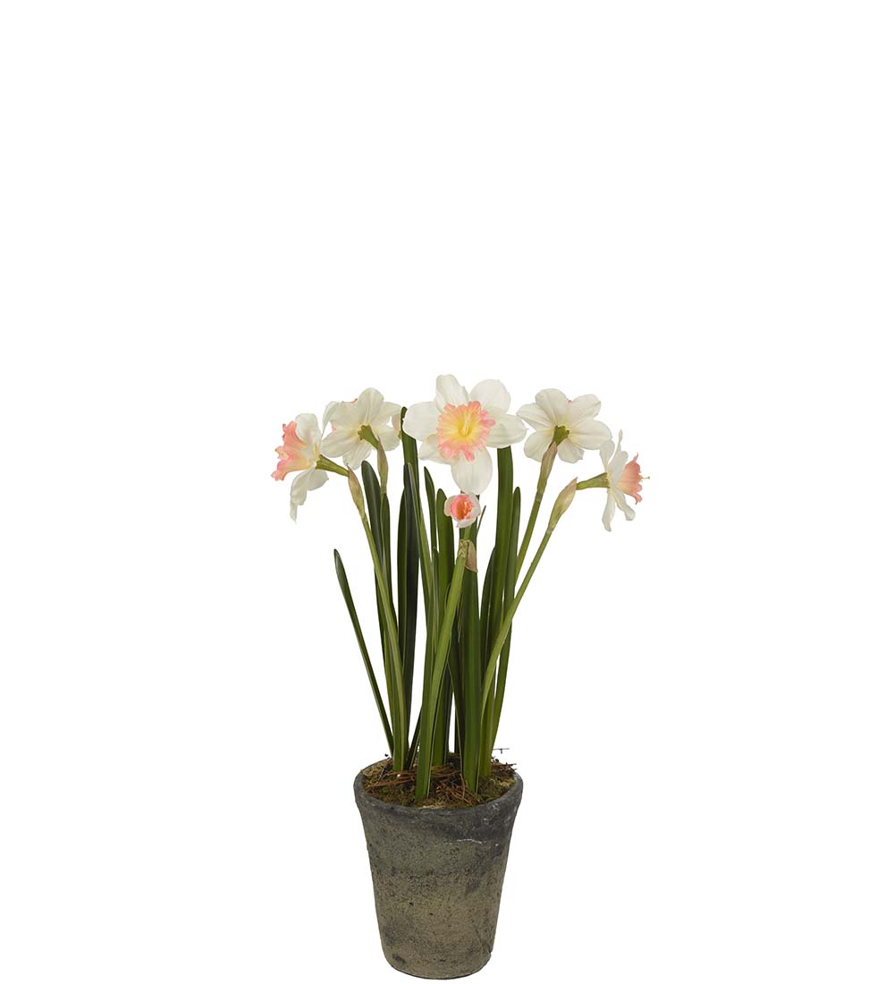 Narcissus in pot - 55 cm - 2