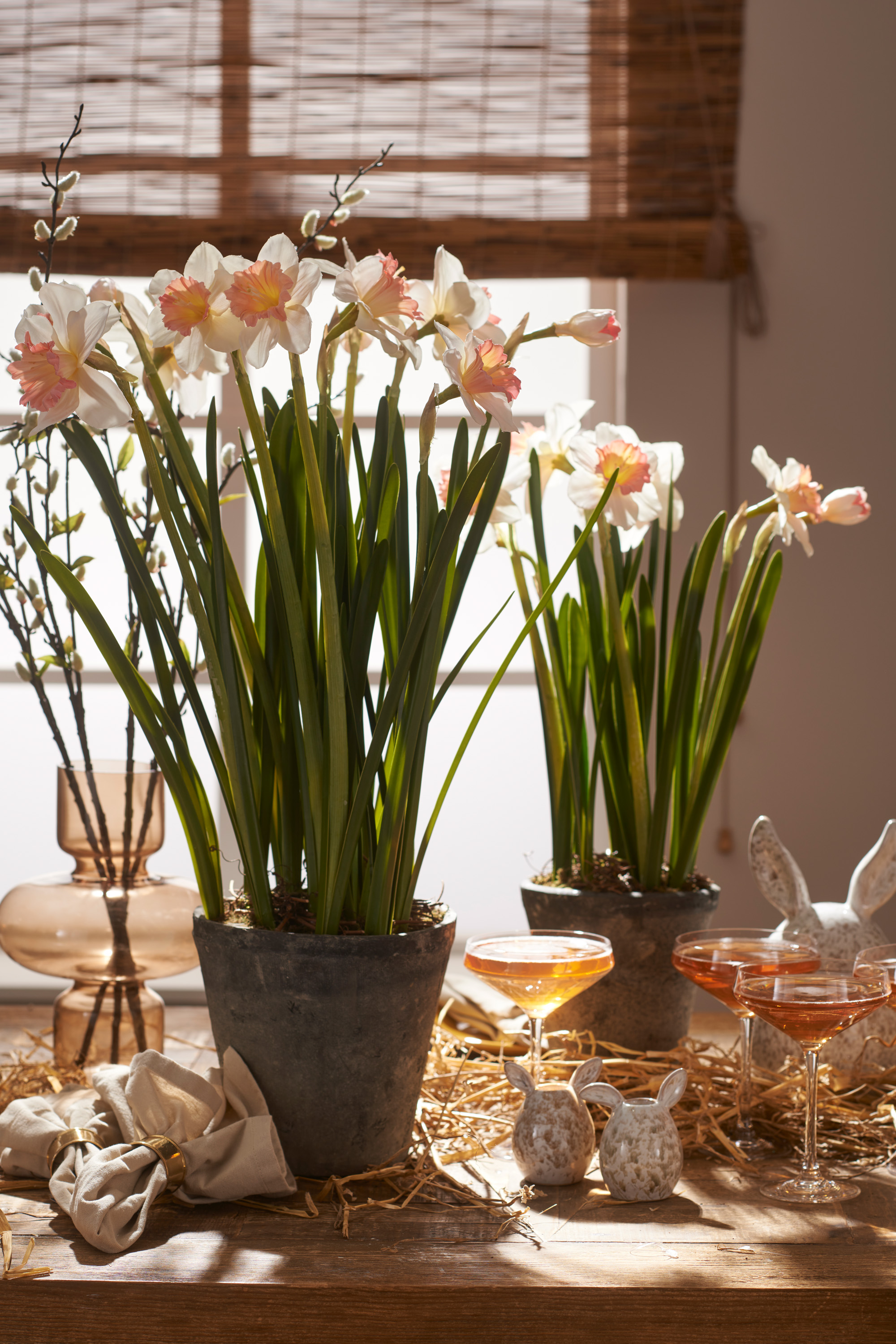 Potted narcissus - 70 cm - 2
