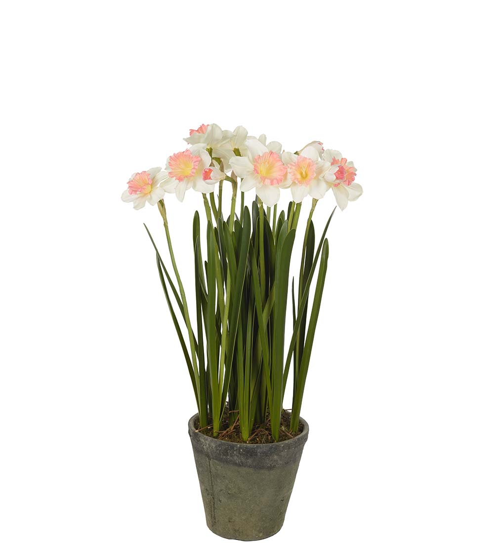 Potted narcissus - 70 cm - 3