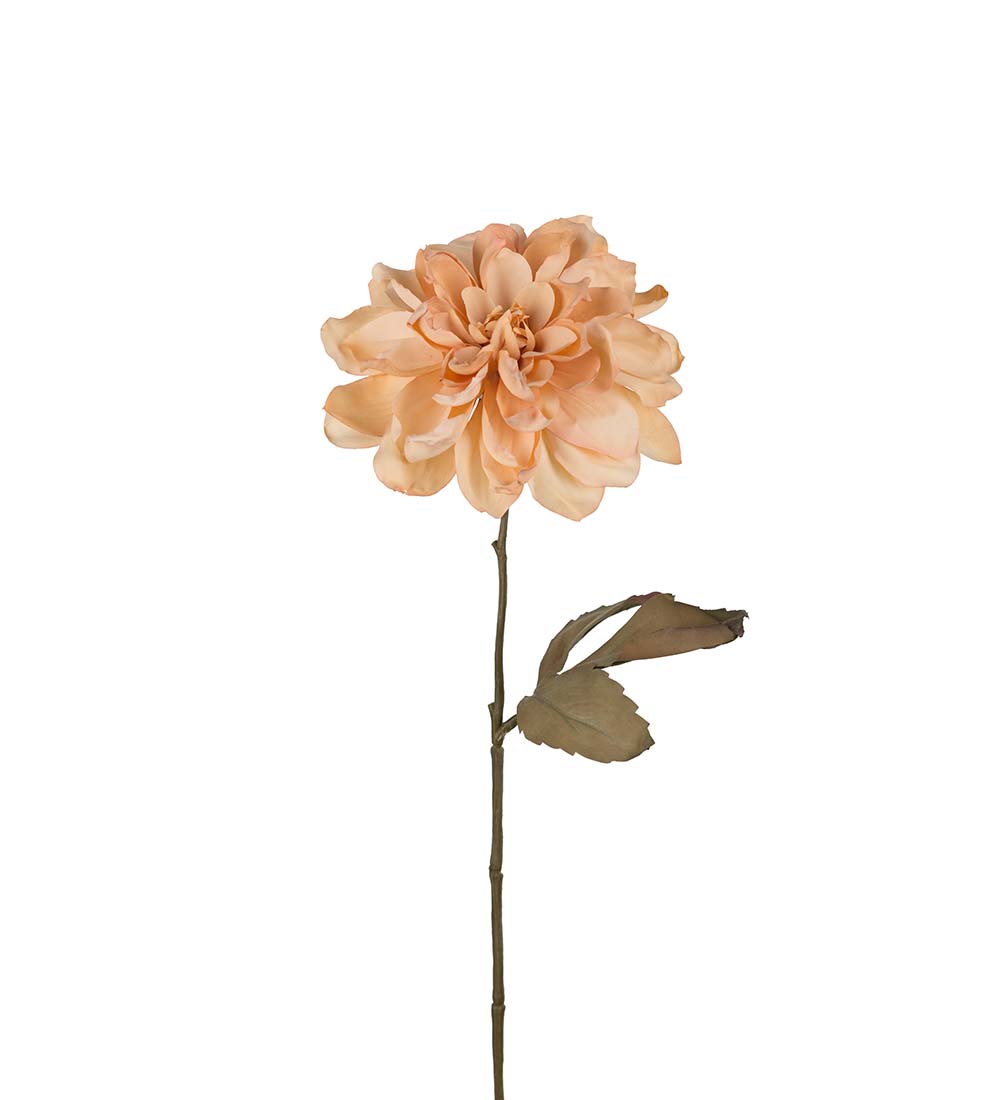 Torkad Dahlia- Beige - 55 cm - 3