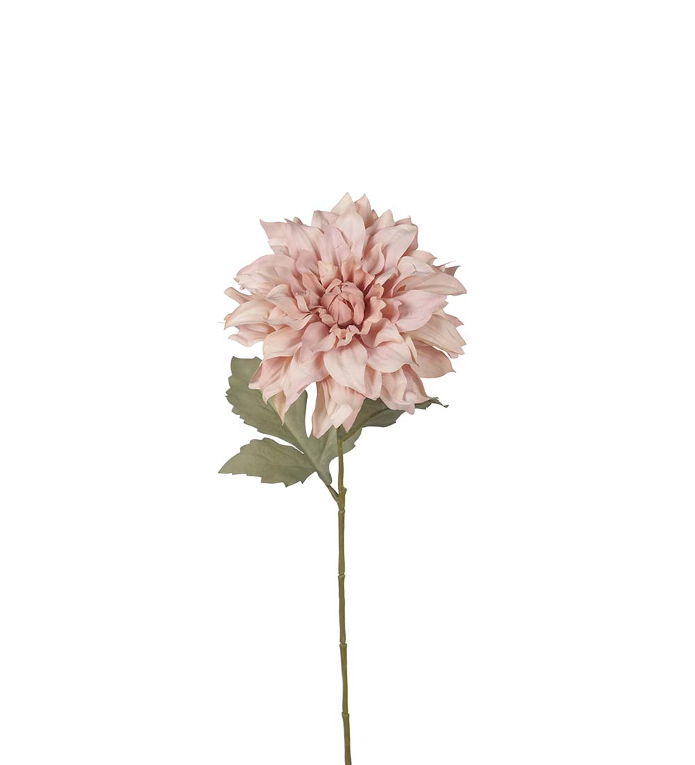 Torkad Dahlia- Rosa - 60 cm - 3