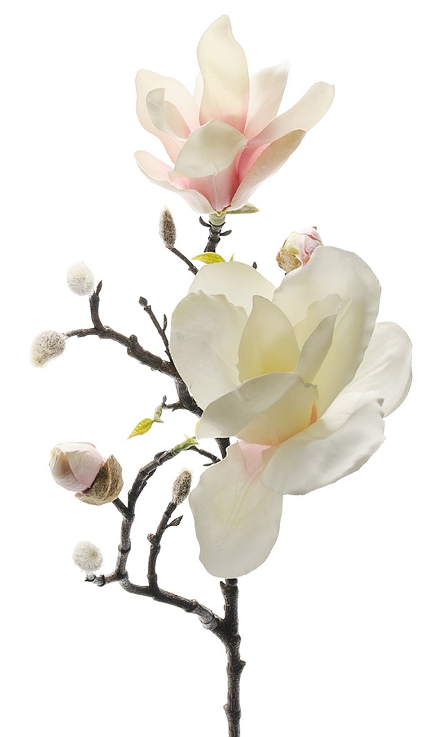 Magnolia Kvist Rosa 60 cm - 3