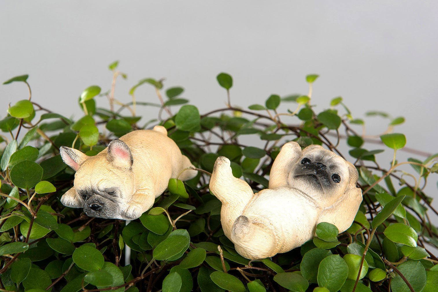 Bulldog/Stick Brown - 2-pack - 5 cm - 3