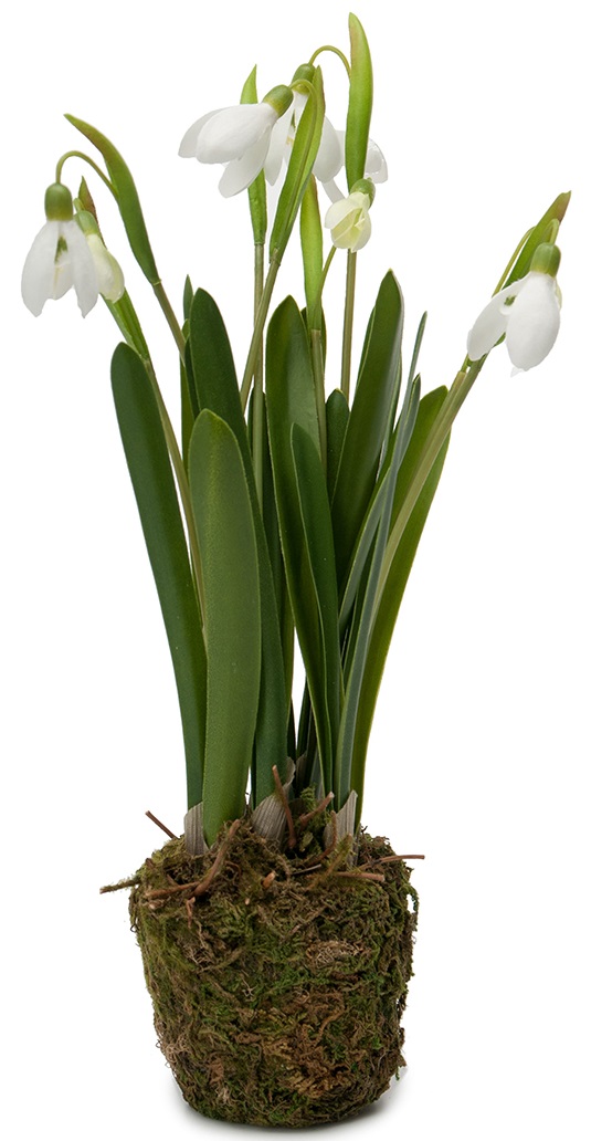 Snowdrop White - 25 cm - 2