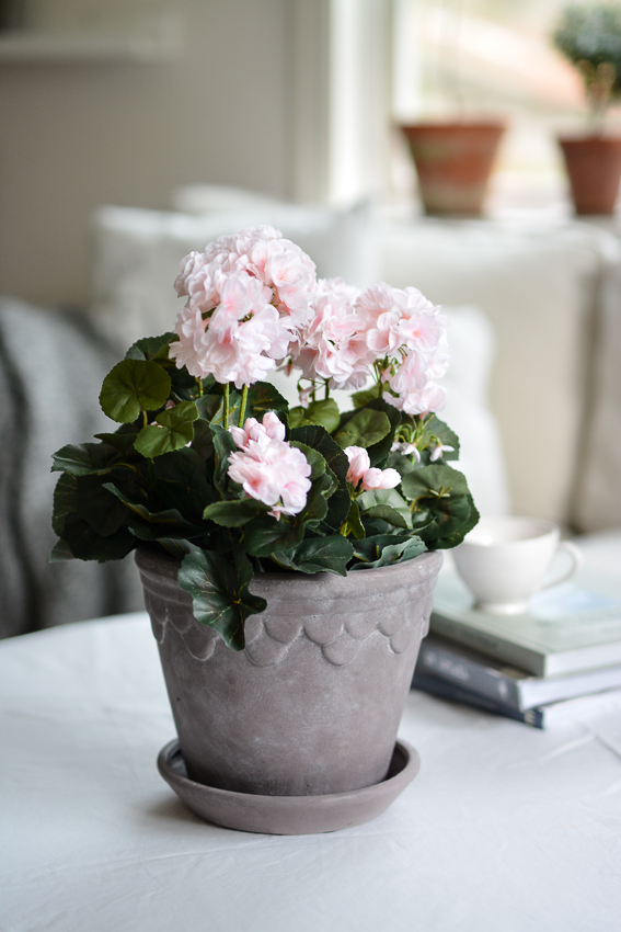 GERANIUM IN PLASTIC POT LIGHT PINK - 35 CM - 3