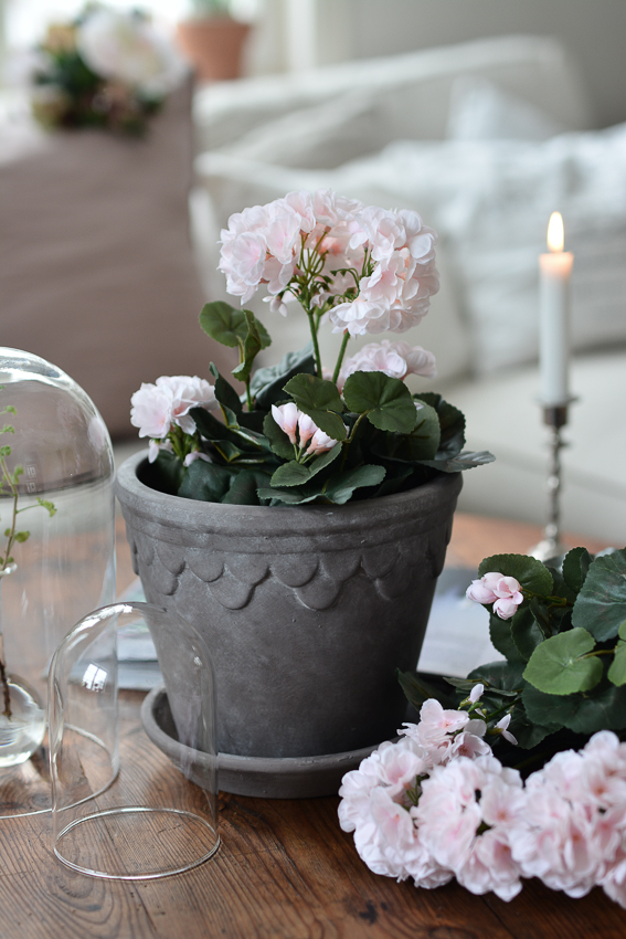 GERANIUM IN PLASTIC POT LIGHT PINK - 35 CM - 5