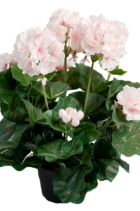 GERANIUM IN PLASTIC POT LIGHT PINK - 35 CM - 6