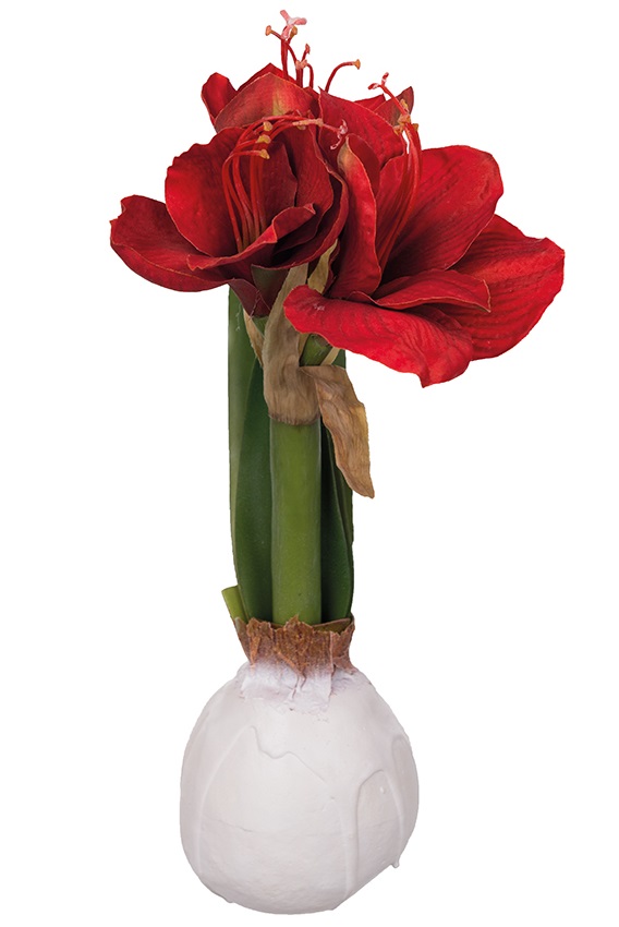 AMARYLLIS RÖD VAXAD 30 CM - 4