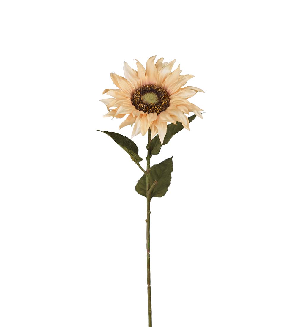 Solros - Beige - 60 cm - 5