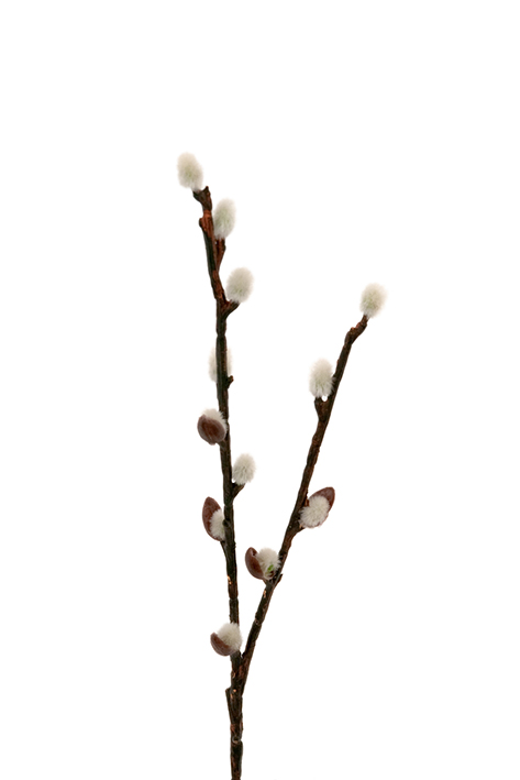 VIDEUNG - VIDEKVIST - VIDE - 36 CM - 7