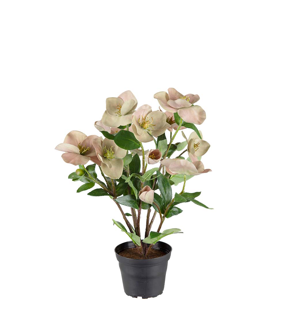 Christmas rose - Helleborus in plastic pot - Green/Purple - 35 cm - 2