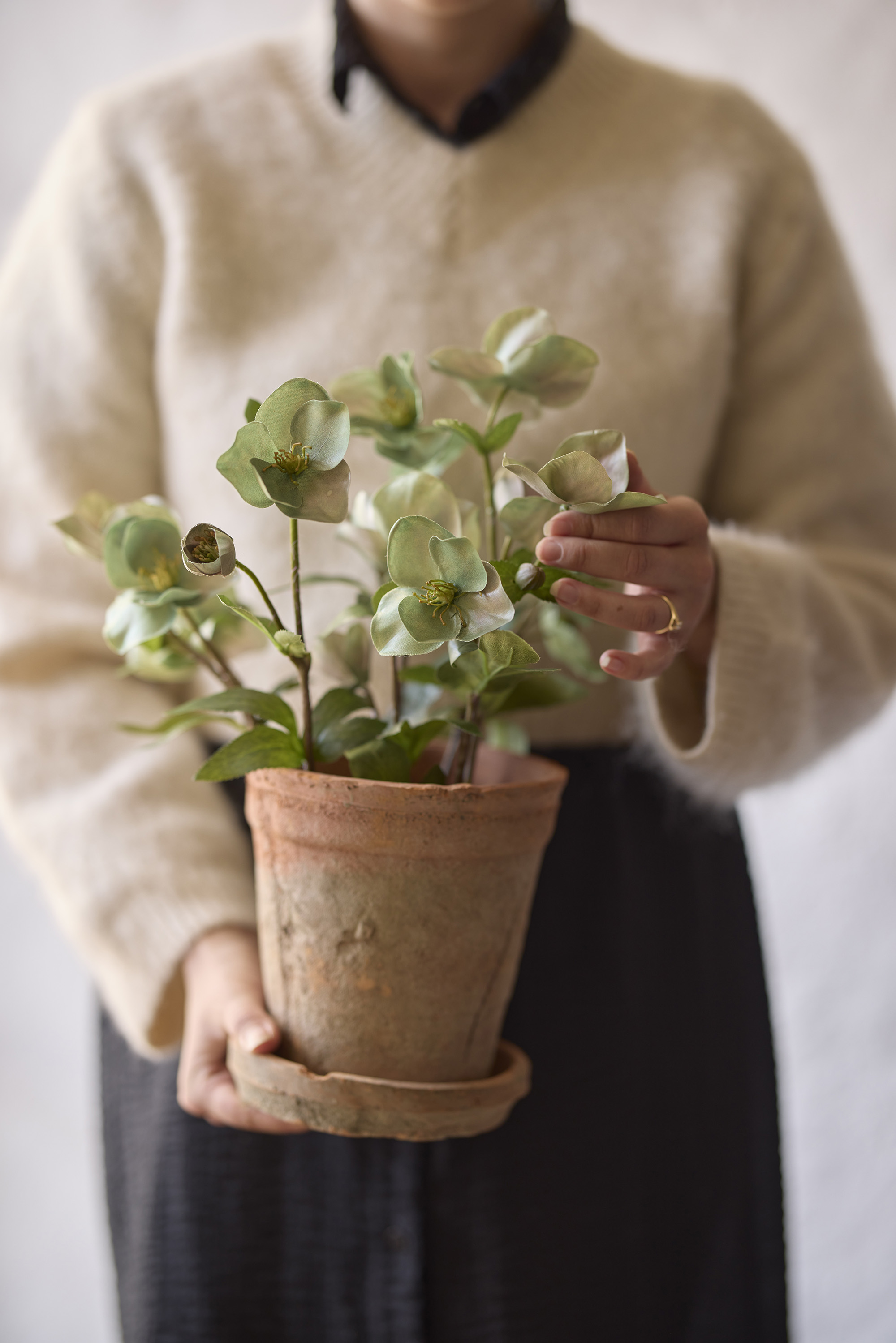 Christmas rose - Helleborus in plastic pot - 35 cm - Green/White - 2