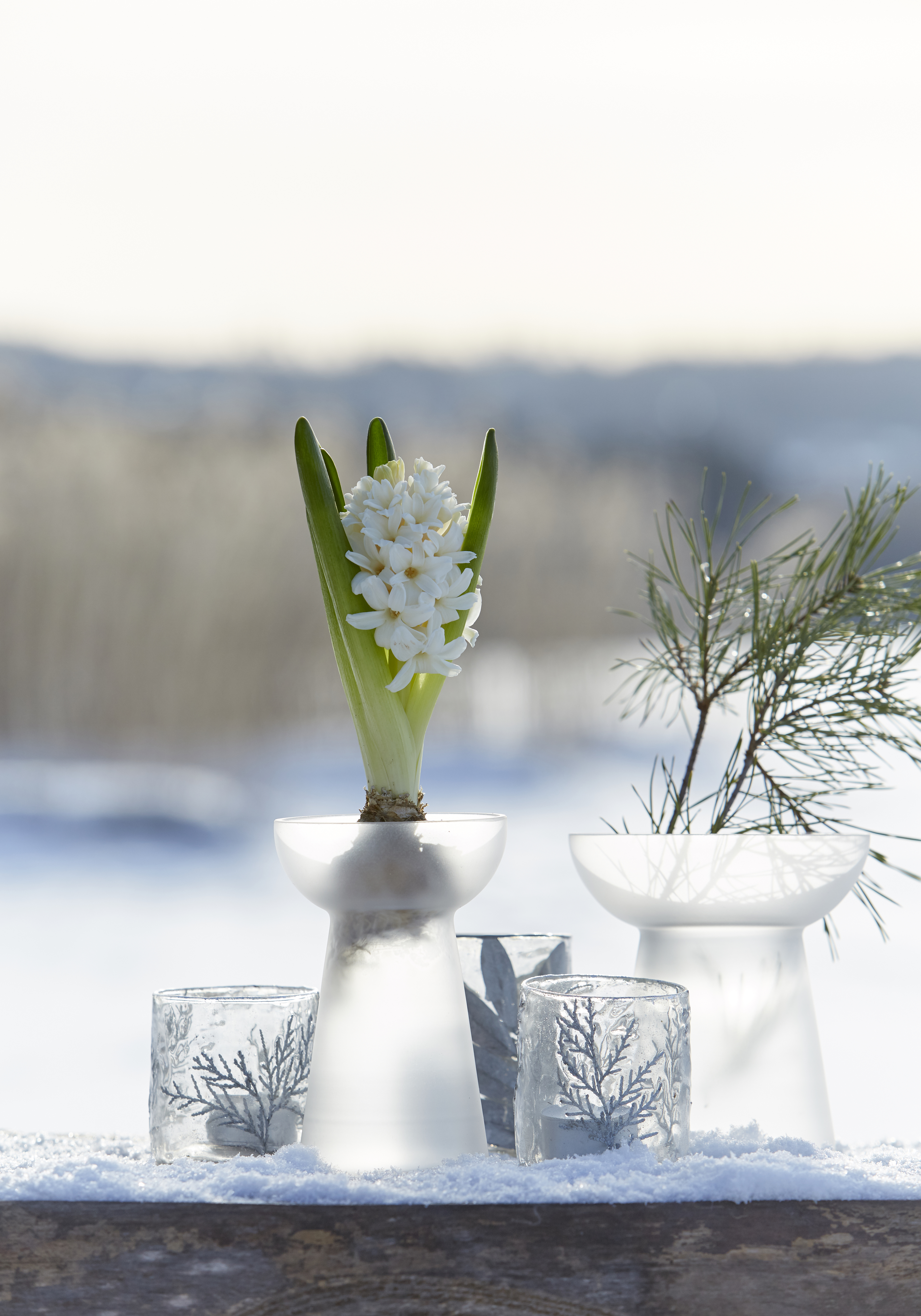 Hyacinth vase - Bulb vase - Glass vase - Frost - Wide