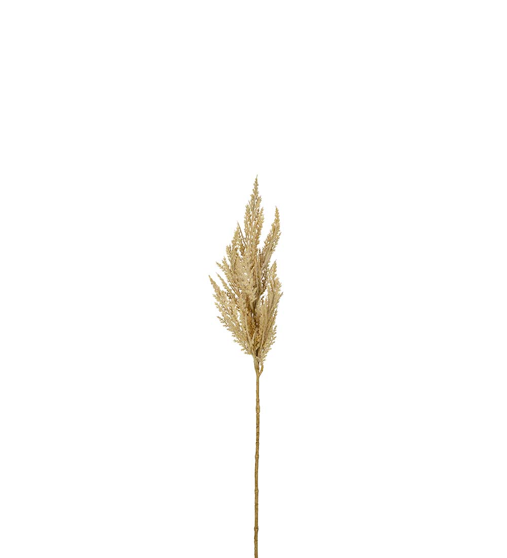 Pampasgräs - Natur - 80 cm  - 3