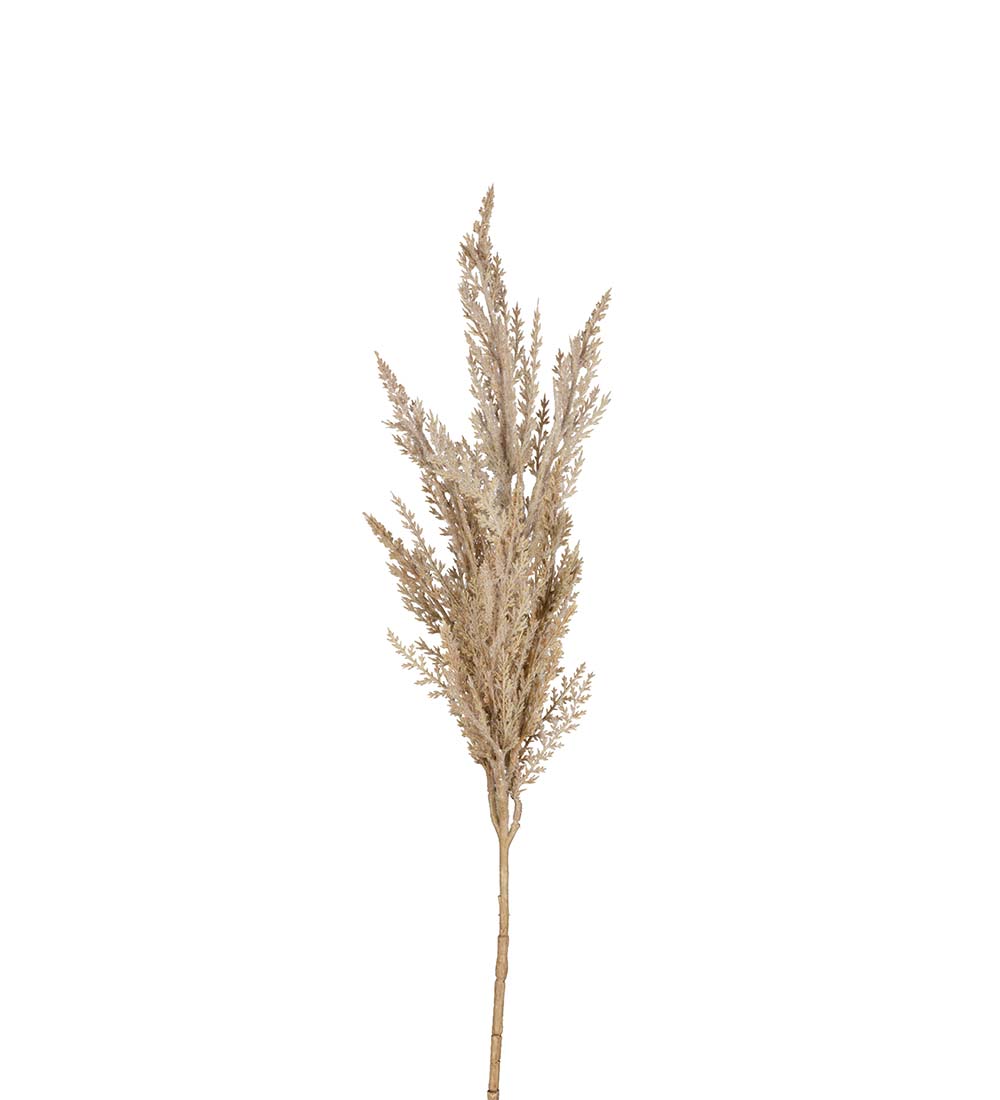 Pampasgräs - Natur - 80 cm  - 2