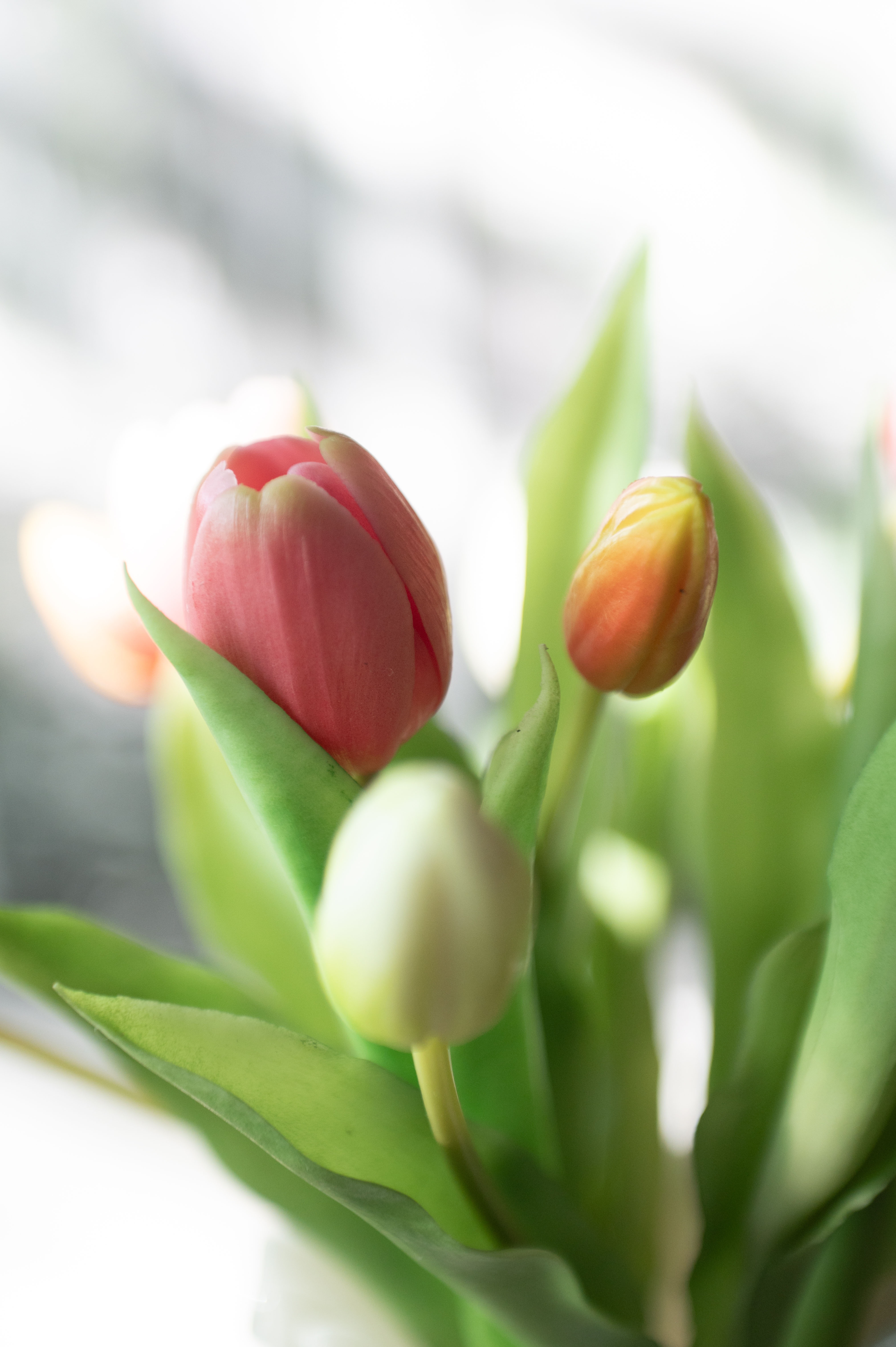 Konstväxt Tulpanbukett Ljusrosa - 31 cm - 7-pack - 3