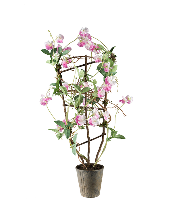 Luktärt i kruka - Ljusrosa - 90 cm - 3