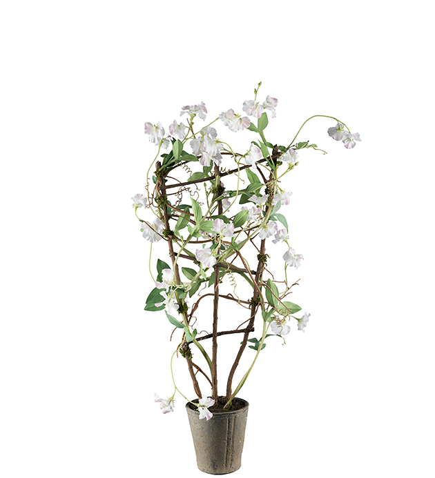 Luktärt i kruka - Vit - 90 cm - 3