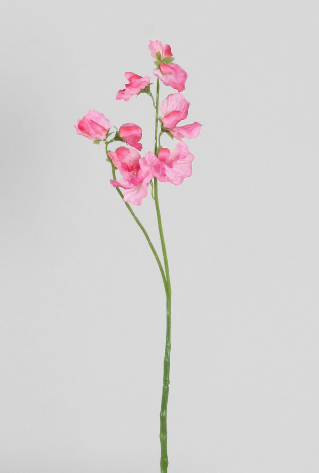 Luktärt Stjälk Rosa 50 cm - 3