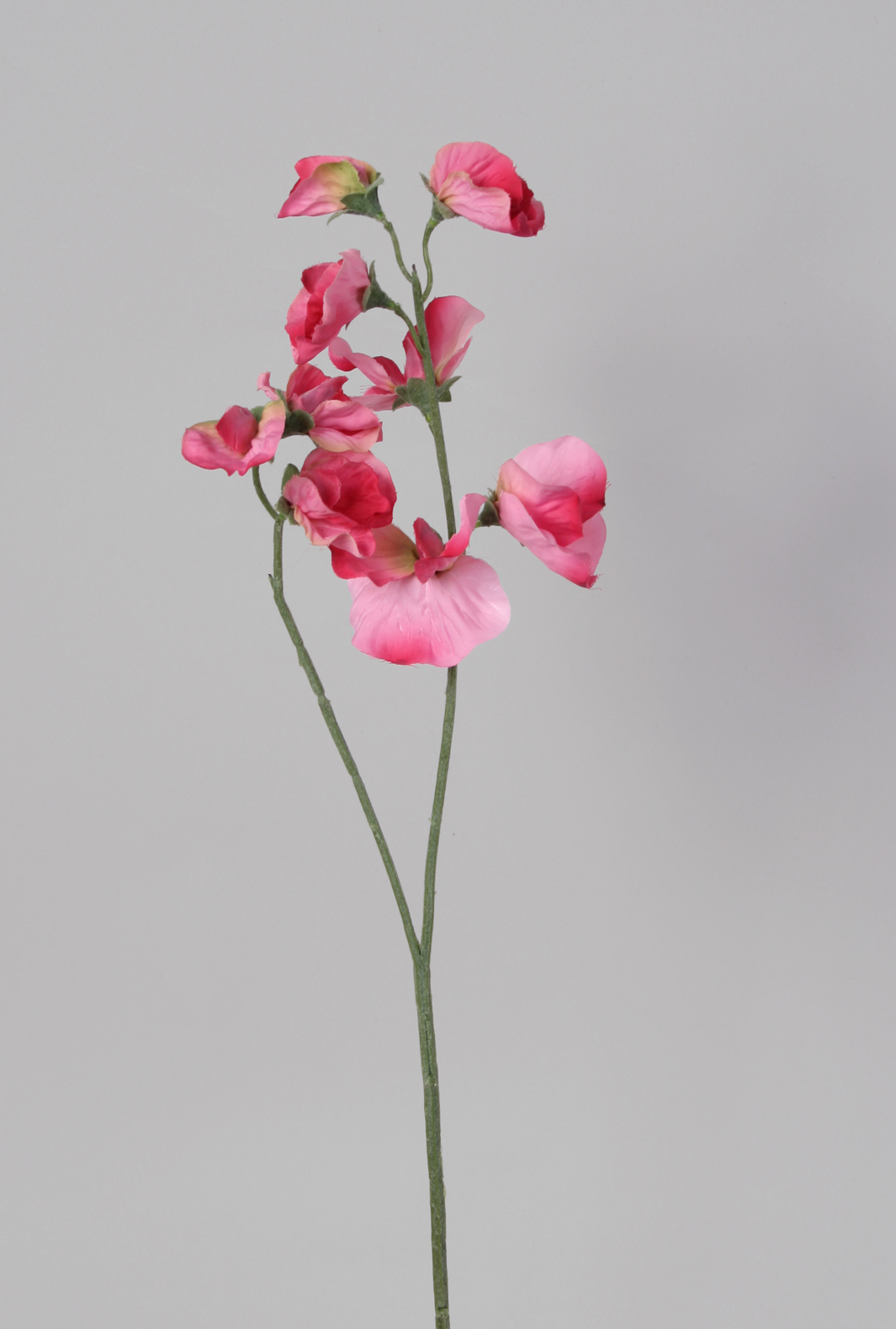 Luktärt Stjälk Rosa 42 cm - 3
