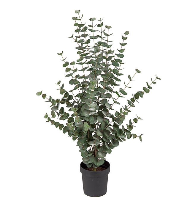 Eucalyptus - 110 cm