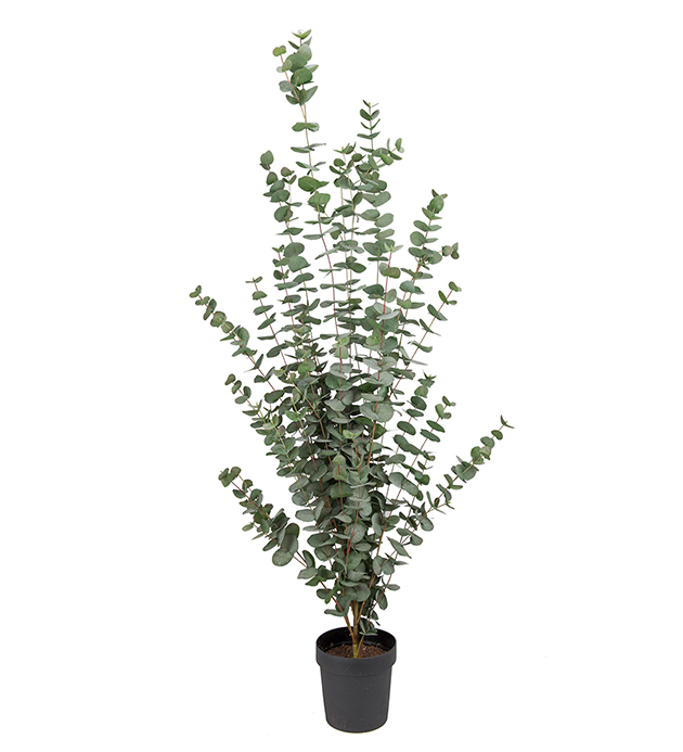 Eucalyptus - 170 cm