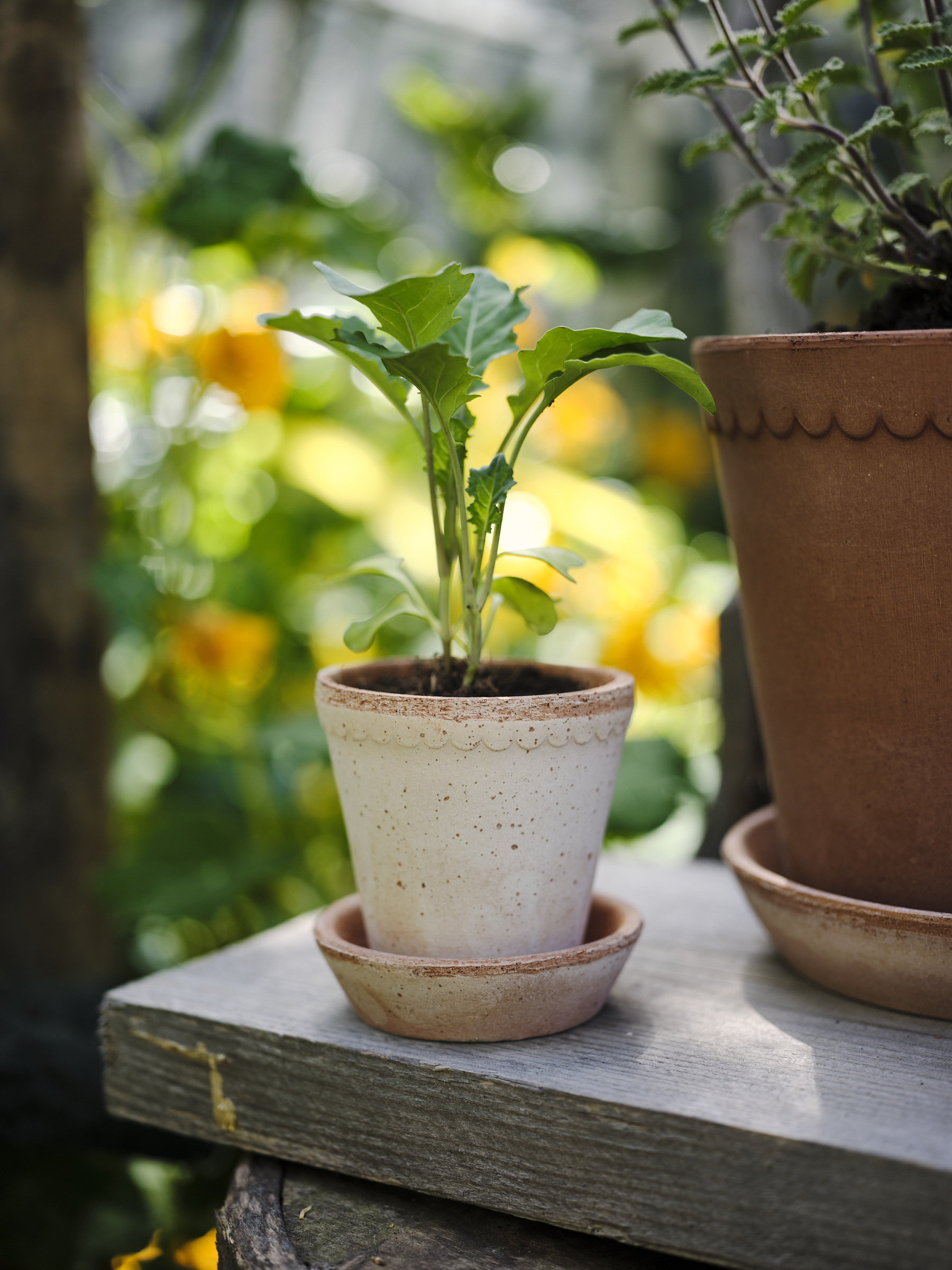 Terracotta pot Helena by Bergs Potter on an outdoor wooden shelf.