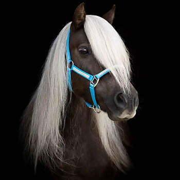 KÄLLQUIST SHETLAND &  MINIATURE HALTER