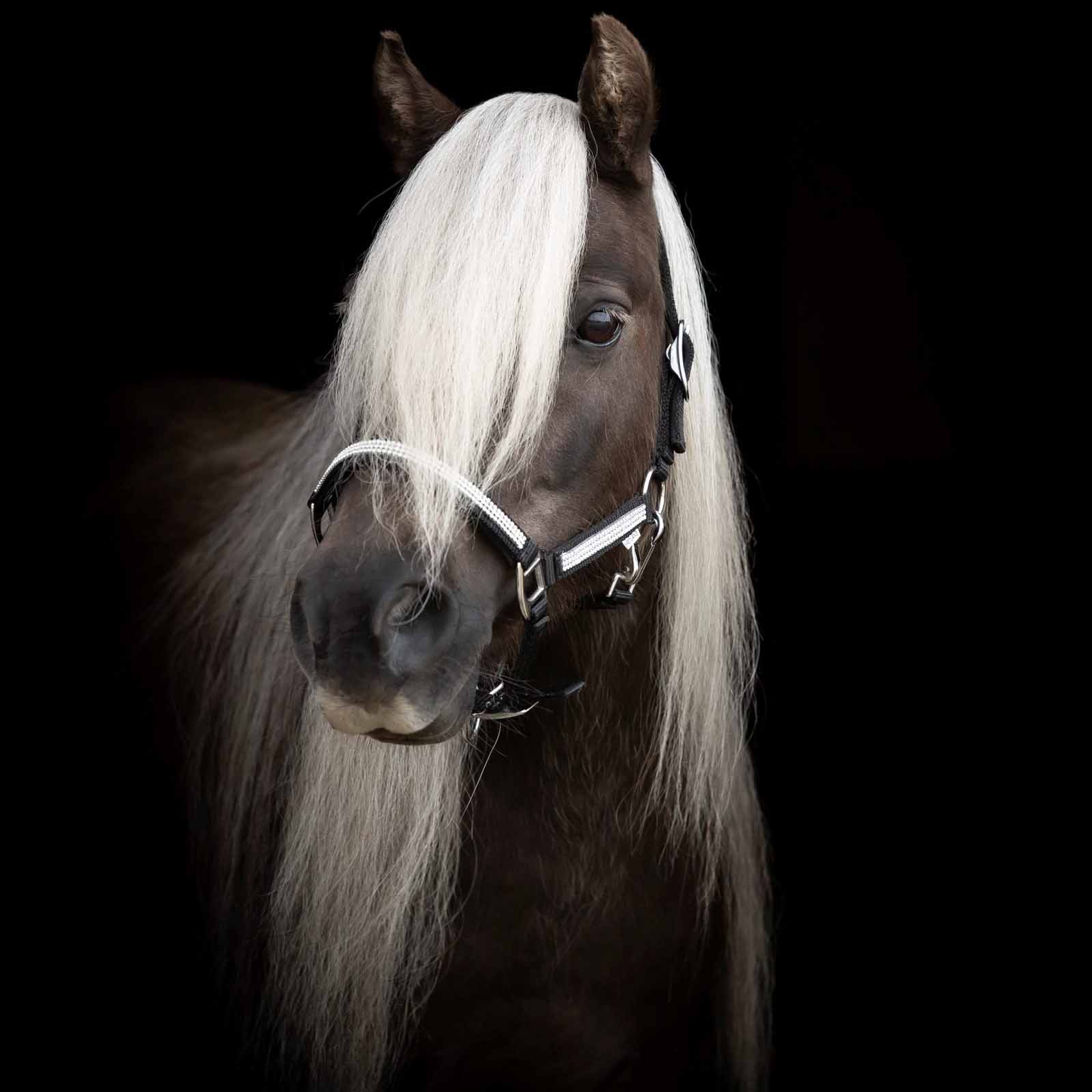 KÄLLQUIST SHETLAND &  MINIATURE HALTER - 2