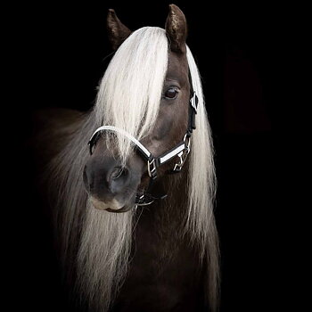 KÄLLQUIST SHETLAND &  MINIATURE HALTER