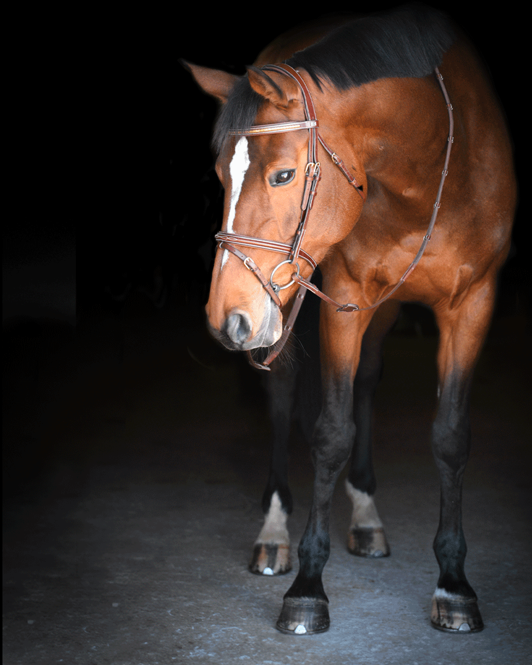 THAMAR BRIDLE BY EQUALITY LINE