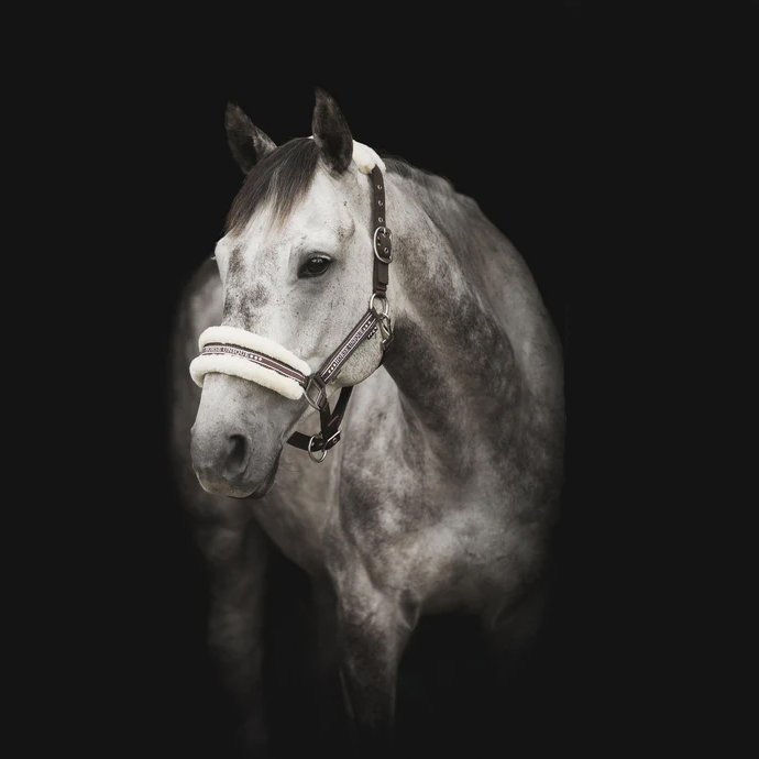 HORSE UNIQUE GRIMMA - 11