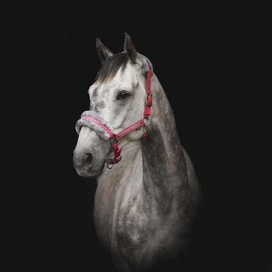 HORSE UNIQUE GRIMMA - 14