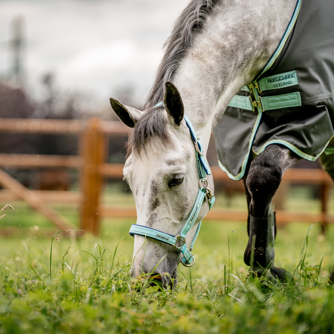 HORSEWARE SIGNATURE FIELDSAFE GRIMMA - 6