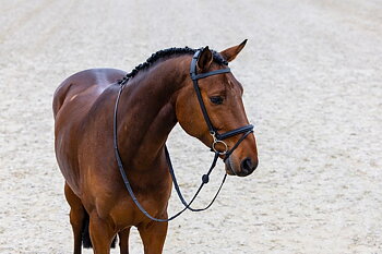 TRUST HAMBURG TRAINING BRIDLE