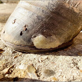 KERATEX HOOF PUTTY 200GRAM