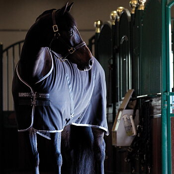 RAMBO STABLE