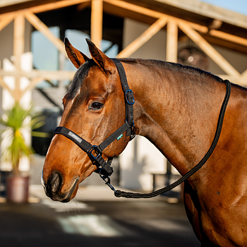 HALTERS & LEADROPES