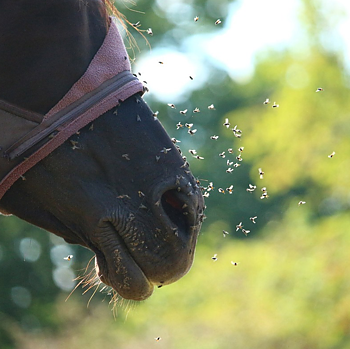 FLY PROTECTION